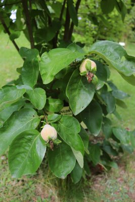 Cydonia oblonga 'Vranja' - kdouloň obecná - plody